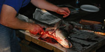 fishcut 3